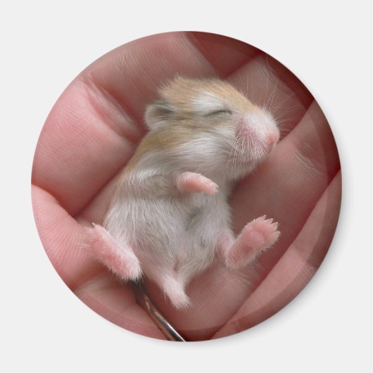 Robo Pup Magnet (Vorne)