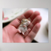 Robo Pup Poster (Vorne)