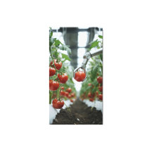 Roboterarme pflücken reife Tomaten präzise