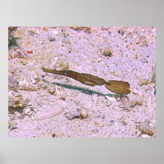 Robust Ghost Pipefish Poster (Vorne)
