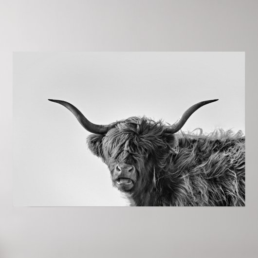 Robuste Hochlandkuh in Monochrom Poster (Vorne)