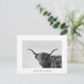 Robuste Hochlandkuh in Monochrom Postkarte (Stehend Vorderseite)