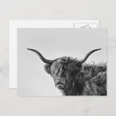 Robuste Hochlandkuh in Monochrom Postkarte (Vorne/Hinten)