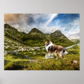 Robustes Collie und Lammherde Schafe - Poster (Vorne)