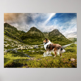 Robustes Collie und Lammherde Schafe - Poster