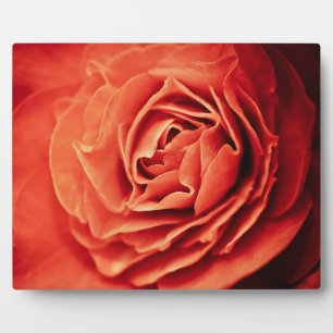 robustes Leben Fotoplatte