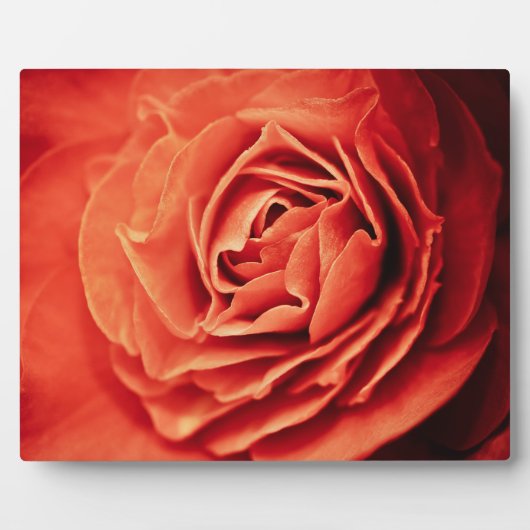 robustes Leben Fotoplatte (Vorderseite)