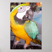 Rocco Poster (Vorne)