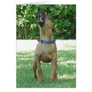 Rocco - Rye Ruv Roo! Karte