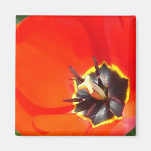 Rochen Magnet