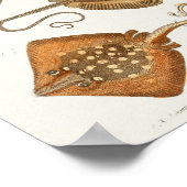 Rochen Skate Vintages Meer Kreaturen Kunst, Dichtu Poster (Ecke)