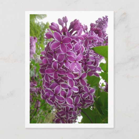 Rochester Lilacs Postcard Postkarte (Vorderseite)