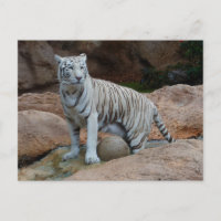 Rock Background Bengalisch White Tiger