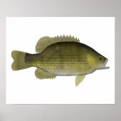 Rock Bass Poster (Vorne)