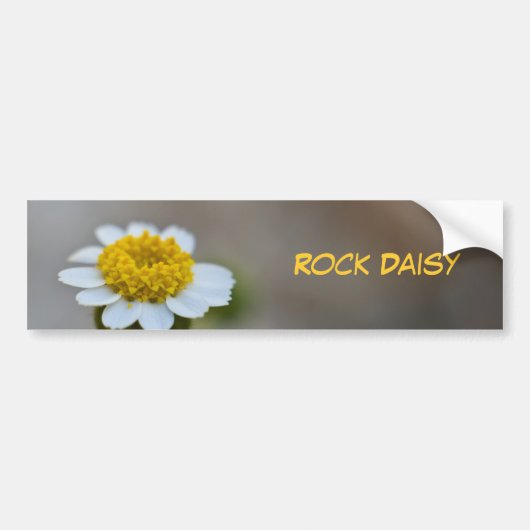 Rock Daisy Autoaufkleber (Vorne)