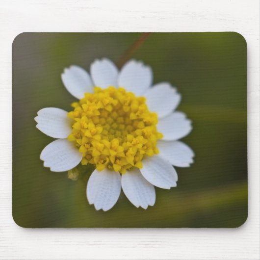 Rock Daisy Mousepad (Vorne)