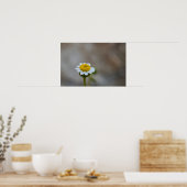 Rock Daisy Poster (Küche)