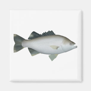 Rock Flagtail Magnet