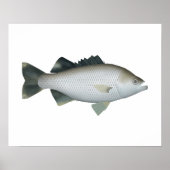 Rock Flagtail Poster (Vorne)