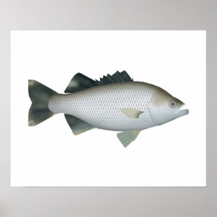 Rock Flagtail Poster