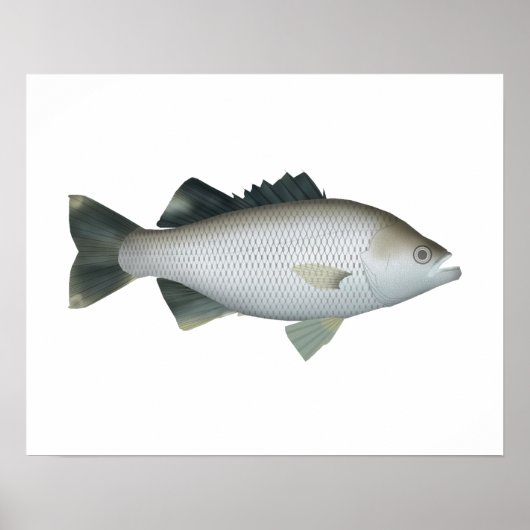 Rock Flagtail Poster (Vorne)