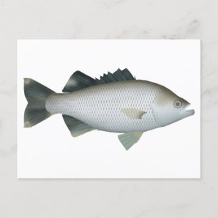 Rock Flagtail Postkarte