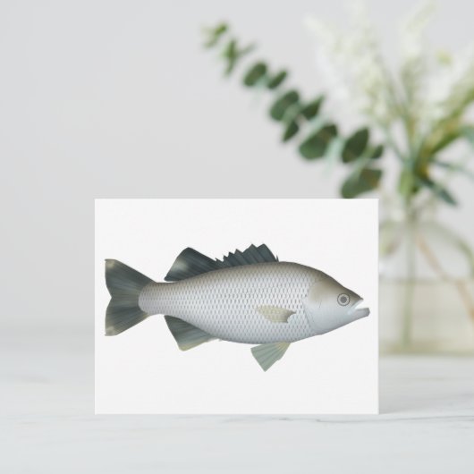 Rock Flagtail Postkarte (Stehend Vorderseite)