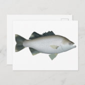 Rock Flagtail Postkarte (Vorne/Hinten)