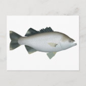Rock Flagtail Postkarte (Vorderseite)