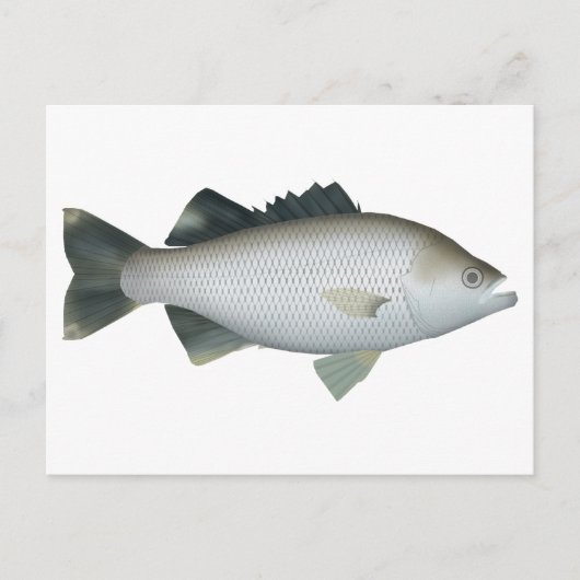 Rock Flagtail Postkarte (Vorderseite)