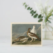 Rock Grous (Ptarmigan), Audubons Vögel von Amerika Postkarte (Stehend Vorderseite)