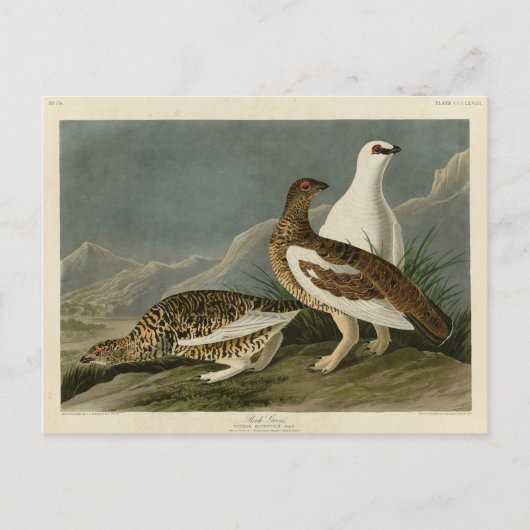Rock Grous (Ptarmigan), Audubons Vögel von Amerika Postkarte (Vorderseite)