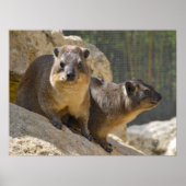 Rock hyrax auf Stein Poster (Vorne)