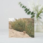 Rock Hyrax, Ein Gedi, Israel Postkarte (Stehend Vorderseite)