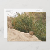 Rock Hyrax, Ein Gedi, Israel Postkarte (Vorne/Hinten)