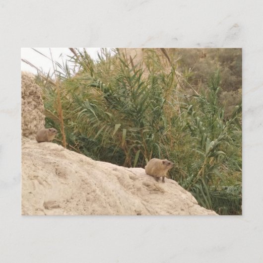 Rock Hyrax, Ein Gedi, Israel Postkarte (Vorderseite)