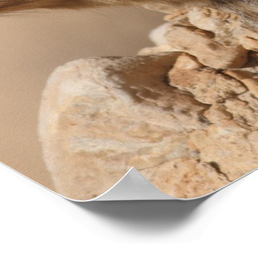 Rock Hyrax Poster (Ecke)