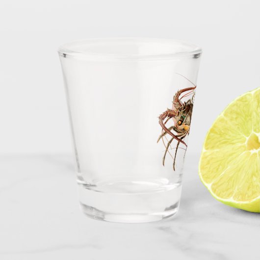 Rock Lobster - Panulirus Regis Schnapsglas (Links)