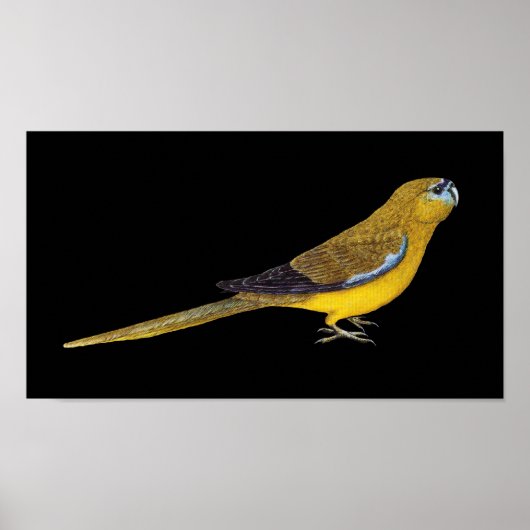 Rock Parrot - Neophema petrophila Poster (Vorne)