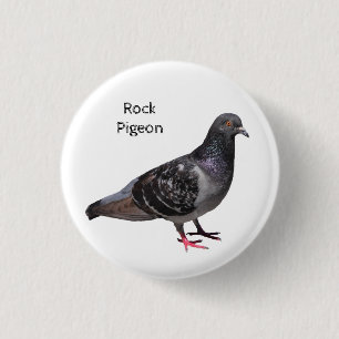 Rock Pigeon Button