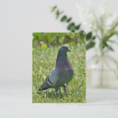 Rock Pigeon Foto Postcard Postkarte (Stehend Vorderseite)