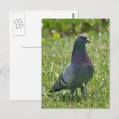 Rock Pigeon Foto Postcard Postkarte (Vorne/Hinten)