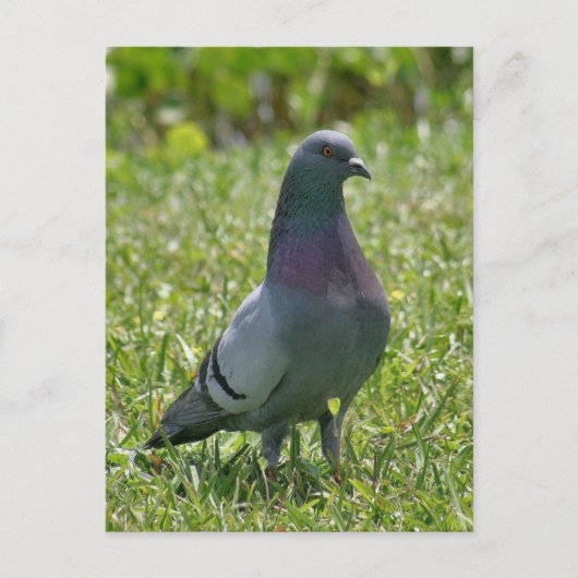 Rock Pigeon Foto Postcard Postkarte (Vorderseite)