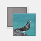 Rock Pigeon Magnet (Vorderseite/Rückseite)