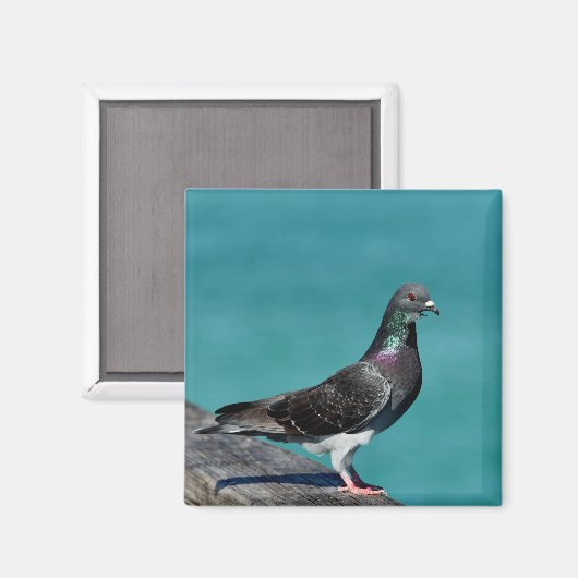 Rock Pigeon Magnet (Vorderseite/Rückseite)