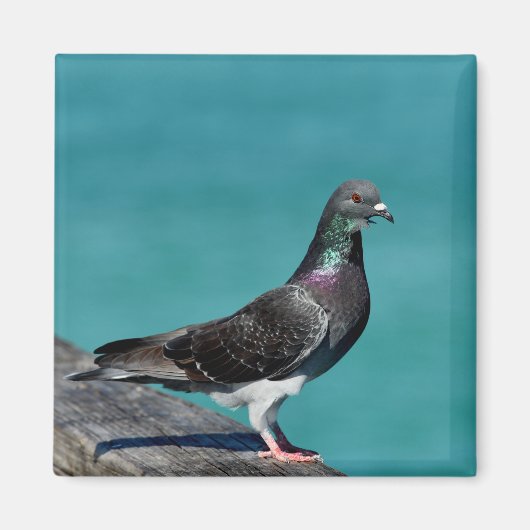 Rock Pigeon Magnet (Vorne)