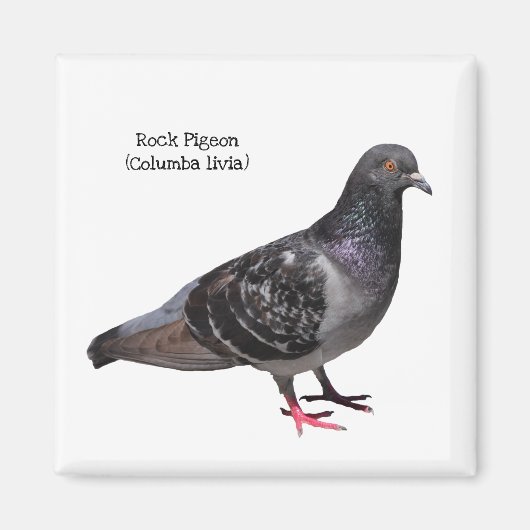 Rock Pigeon Magnet (Vorne)