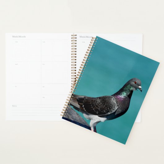 Rock Pigeon Planer (Anzeige)