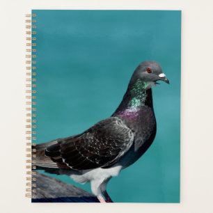 Rock Pigeon Planer
