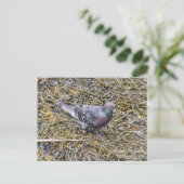 Rock Pigeon Postkarte (Stehend Vorderseite)